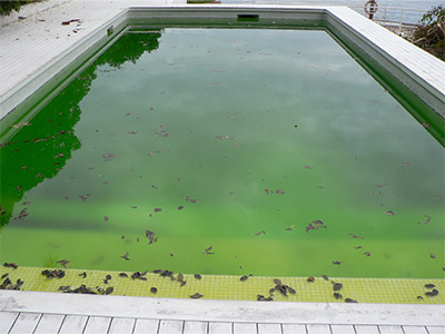 Pool Algae Cleaning Tips