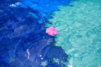 flower floating in water; pool clarifier